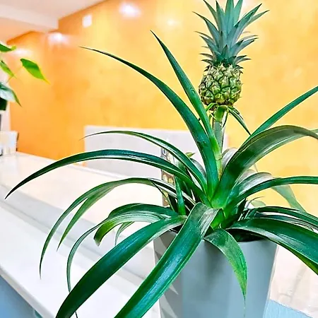 Hotel Dream Hub Venedig